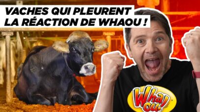 Whaou! fait Whaou, Roméo et Juliette enfin heureux, au secours des pieuvres – Actus animales