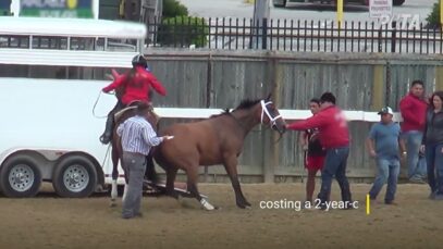 With Your Help, PETA Achieved So Much For Horses in 2023