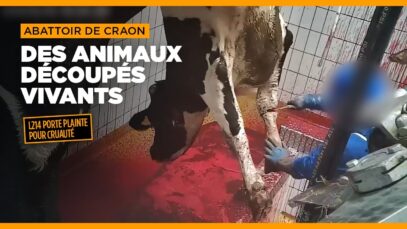 Abattoir de Craon : des animaux découpés vivants