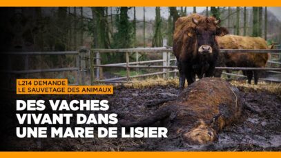 Urgence pour les vaches de Meillac en Ille-et-Vilaine !