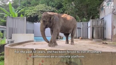 50 Years of Confinement: Miyako the Elephant Needs Your Help