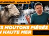 Actus animaux : 15 000 moutons piégés en mer | Ehpad, le Sénat rétropédale | Cantines hors-la-loi