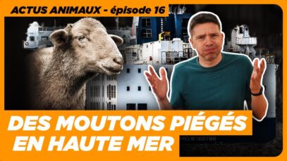 Actus animaux : 15 000 moutons piégés en mer | Ehpad, le Sénat rétropédale | Cantines hors-la-loi