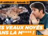 Actus animaux : Des vaches dans la m**** | FNSEA et mesures gouvernementales | Grenouilles en enfer