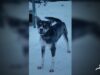 Meet Maggie, Rescued From An Iditarod Musher’s Kennel