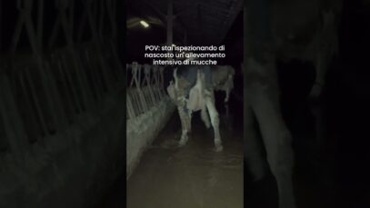 POV: stai ispezionando di nascosto un allevamento intensivo di mucche