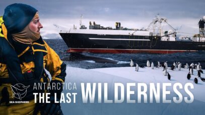 Antarctica: The Last Wilderness