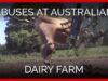 Calves Killed With Hammers on Australian Dairy Farm