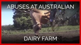 Calves Killed With Hammers on Australian Dairy Farm