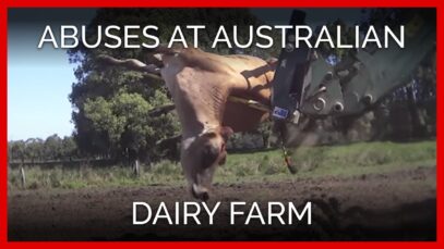 Calves Killed With Hammers on Australian Dairy Farm