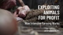 Exploiting Animals for Profit: How Intensive Farming Works