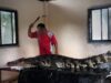 Investigation: Workers Stab Crocodiles, Skin Them for Leather