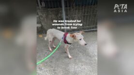 Building Tenants Heard Barking Coming From a Wall: Watch What Happens Next