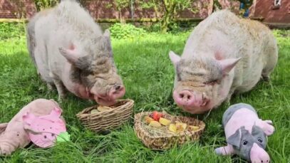 Doppelgeburtstag im Gartencenter