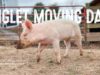 Piglet Moving Day!