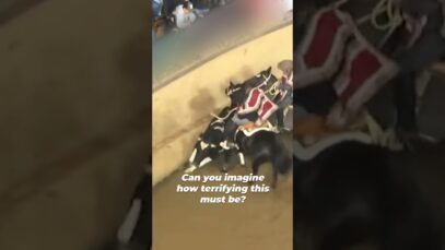 Rodeos Everywhere Are Cruel