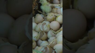 Shocking Reality Exposed: How Male Chicks Are Crushed and Shredded in the Egg Industry