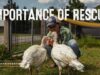 The Importance of Rescue | Celebrating 20 Years of Woodstock