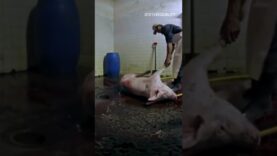 Meet Your Bacon: Animal Equality Exposes Pig Slaughter