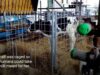 Mother Cow Cries Out to Newborn Calf All Day & Night