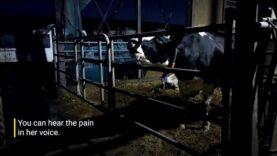 Mothers Milked to Death: Dairy Farm Nightmares