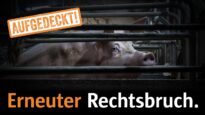 Schweinezuchtbetrieb: Erneuter Rechtsbruch aufgedeckt