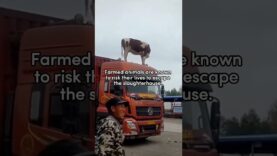 A Cow Tried To Escape Trom A Slaughter Truck