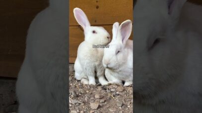 A little Donna and Fig update! Double your gift for this duo at woodstocksanctuary.org❤️ #rabbits