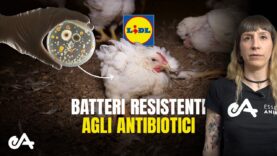 Batteri resistenti agli antibiotici e salmonella: abbiamo analizzato la carne di pollo Lidl