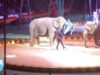 Becky’s Plight at Carson & Barnes Circus