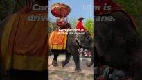 Elephants Suffer in Thailand’s Tourist Sites