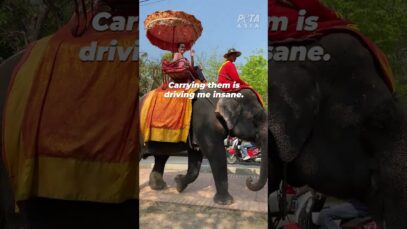 Elephants Suffer in Thailand’s Tourist Sites