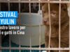 Festival di Yulin: come possiamo proteggere cani e gatti in Cina?