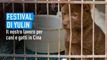 Festival di Yulin: come possiamo proteggere cani e gatti in Cina?