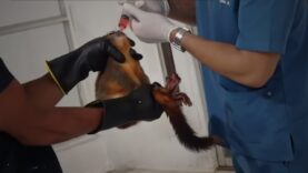 Four Decades of Suffering, Death, and Failed Monkey Experiments in Colombia