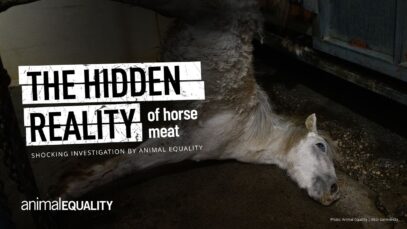 Groundbreaking Animal Equality Investigation: Horse Slaughter in Asturias, Spain