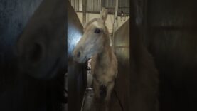 La REALIDAD de un MATADERO de CABALLOS en ESPAÑA | Nueva investigación de Igualdad Animal