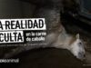 La REALIDAD de un MATADERO de CABALLOS | Nueva investigación de Igualdad Animal