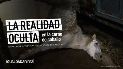 La REALIDAD de un MATADERO de CABALLOS | Nueva investigación de Igualdad Animal