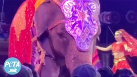 Shriners International Allows Animal Abuse in Circuses