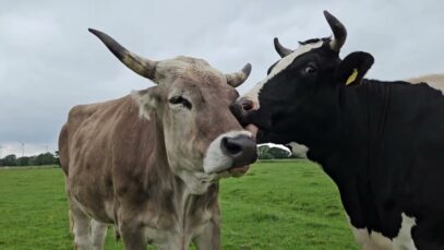 Tilda und Goofy