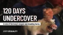 120 Days inside one of Germany’s largest pig farms