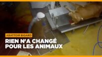 Abattoir Bigard de Venarey-les-Laumes : rien n’a changé pour les animaux