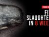 Alarming Numbers: Five Slaughters in Eight Weeks in the Faroe Islands