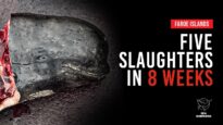 Alarming Numbers: Five Slaughters in Eight Weeks in the Faroe Islands