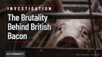 Behind the Doors of Cross Farm: Tesco Supplier Exposed for Pig Cruelty in UK