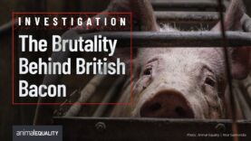 Behind the Doors of Cross Farm: Tesco Supplier Exposed for Pig Cruelty in UK