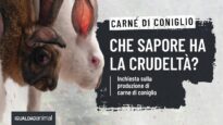 Come si produce la carne di coniglio? Inchiesta negli allevamenti e nei macelli