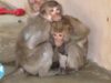 Controversial Plan for a Georgia Monkey Prison Must Be Stopped!