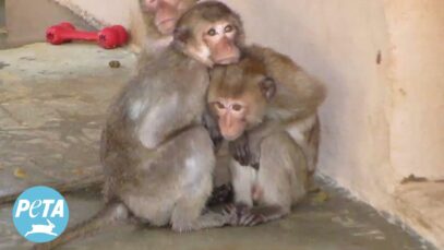 Controversial Plan for a Georgia Monkey Prison Must Be Stopped!